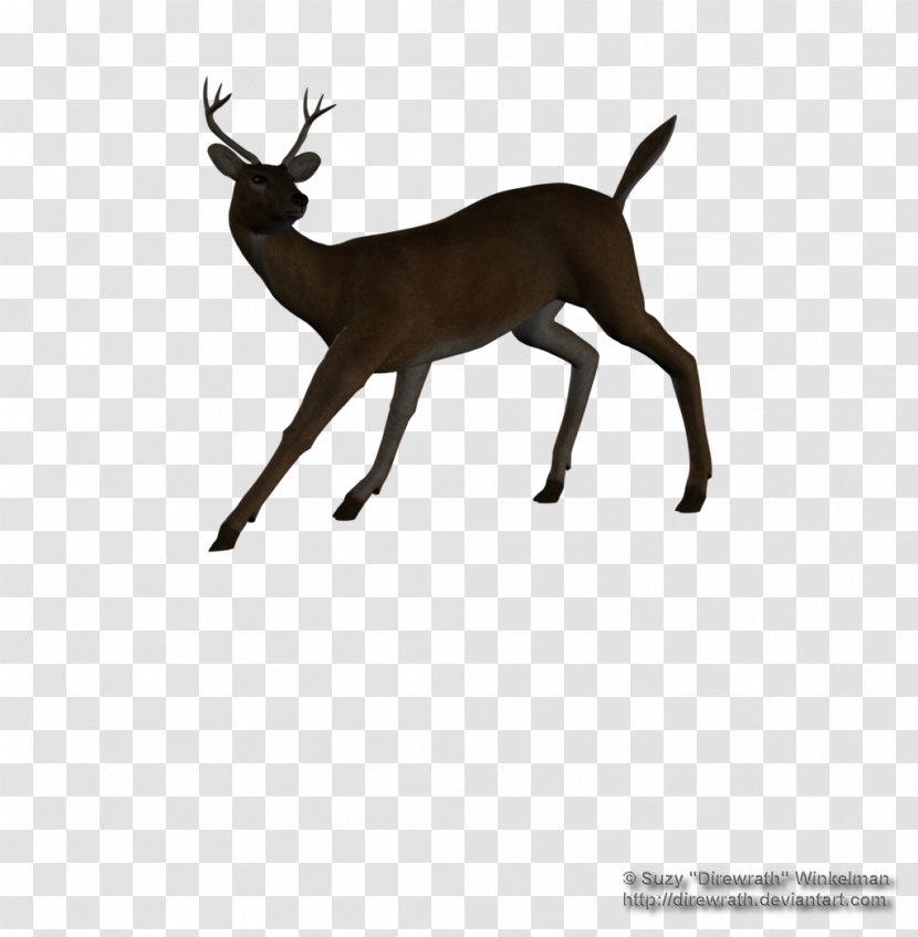 Reindeer White-tailed Deer Elk Antelope - Animal Transparent PNG