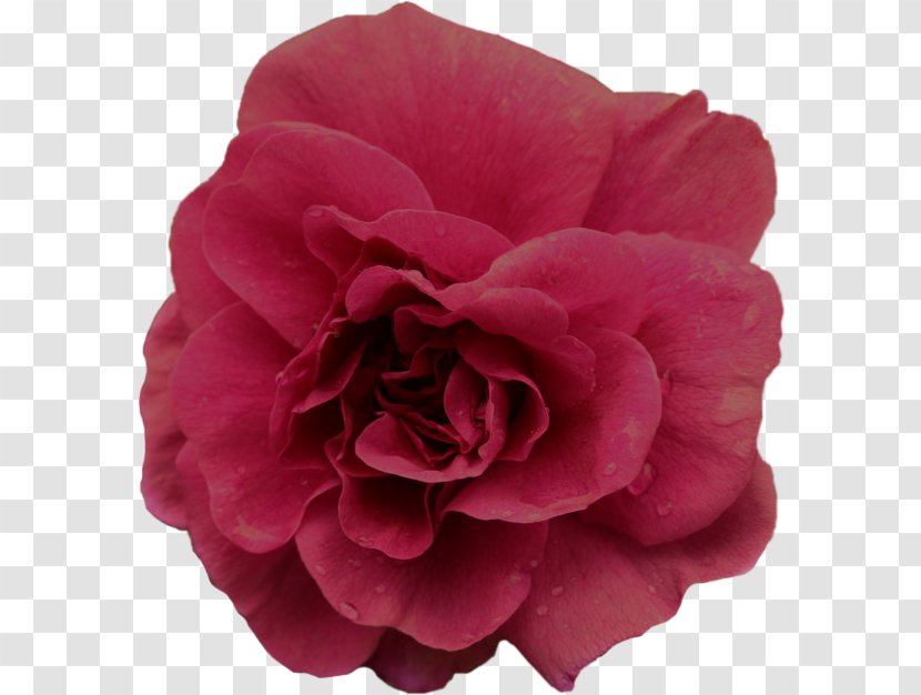 Pink Flower Cartoon - Garden Roses - Perennial Plant Impatiens Transparent PNG