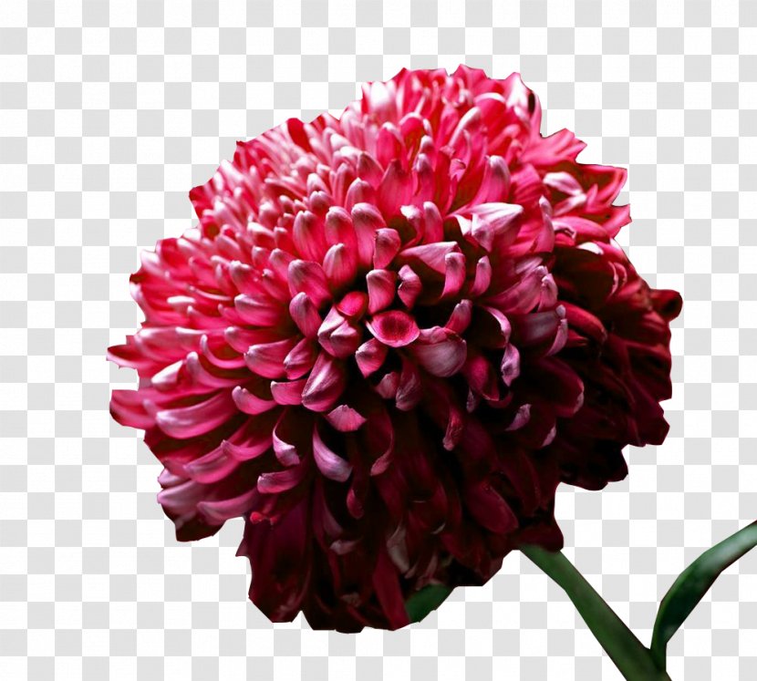 High-definition Television Flower Display Resolution Widescreen Wallpaper - Pink Flowers - A Picture Of Ink Chrysanthemum Transparent PNG