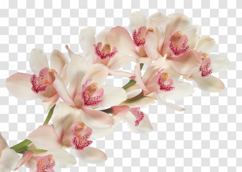 Cattleya Trianae Dancing-lady Orchid Flower Moth Orchids Desktop Wallpaper Transparent PNG