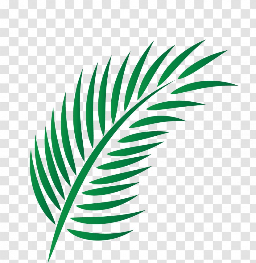 Leaf Arecaceae - Palm Border Transparent PNG