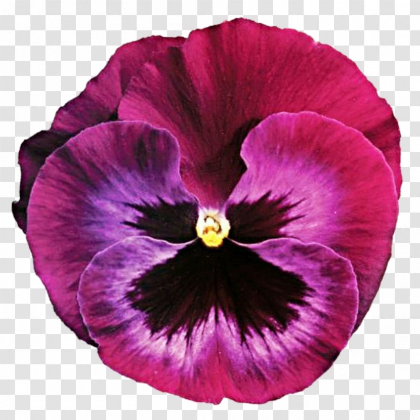 Pansy Flower Violet Clip Art - Annual Plant - Purple Watercolor Transparent PNG