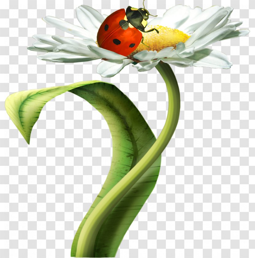 Matricaria Flower Chamomile Clip Art - Ladybug Transparent PNG