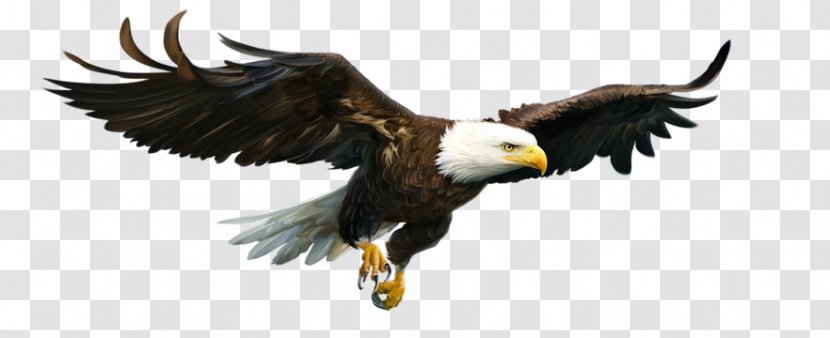 Bald Eagle Presentation Slide Centerblog Microsoft PowerPoint - Falconiformes - Business Transparent PNG