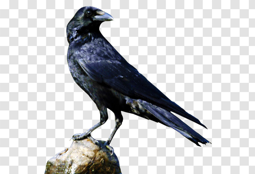 Common Raven American Crow Birds Icon Raven Transparent PNG