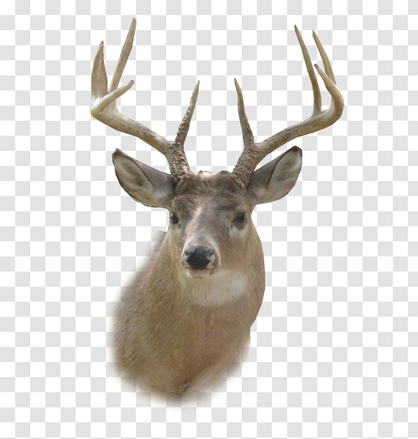 White-tailed Deer Reindeer Clip Art - Head HD Transparent PNG