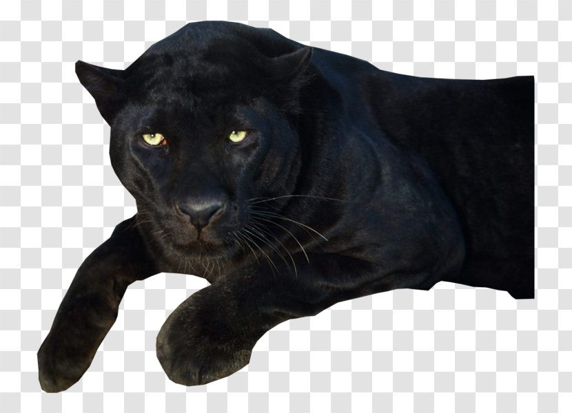 Black Panther Clip Art - Carnivoran Transparent PNG