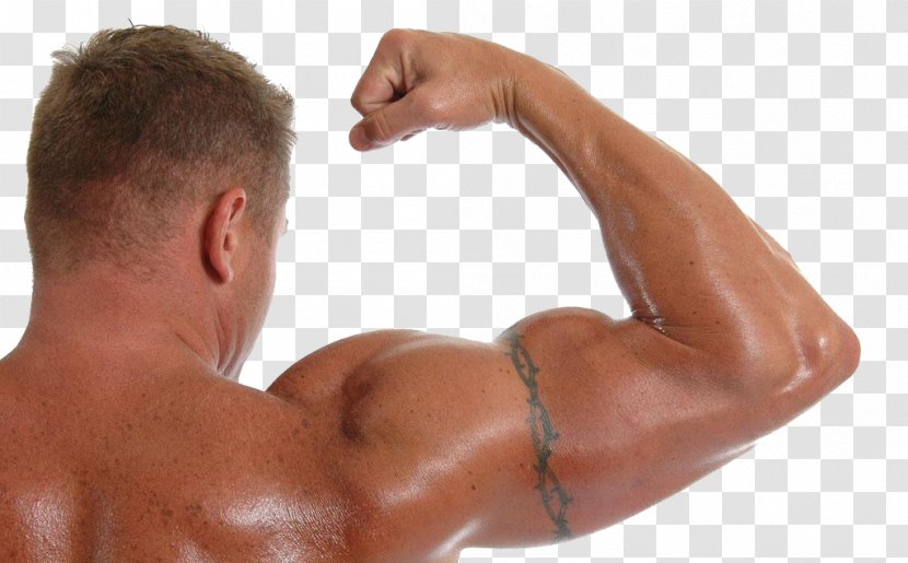Biceps Muscle Arm Bodybuilding Physical Exercise - Silhouette - Show Strong Of The Man HD Buckle Material Transparent PNG