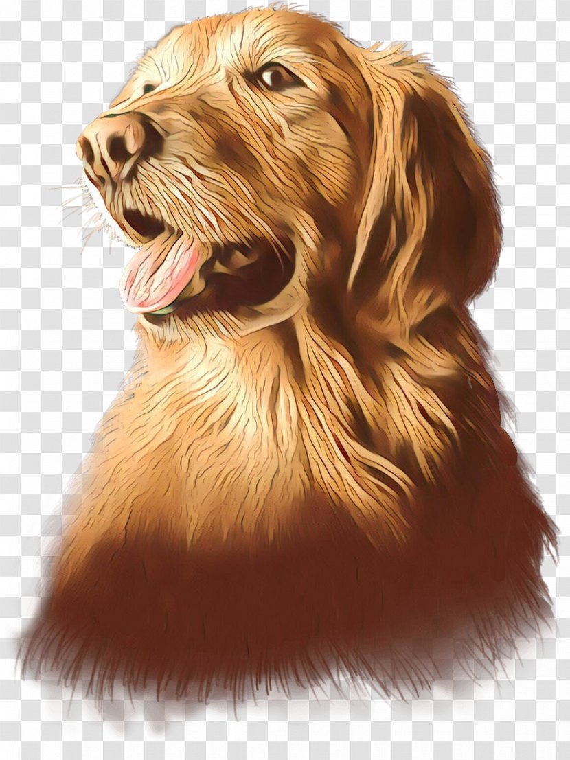 Golden Retriever Background - Setter - English Cocker Spaniel Drawing Transparent PNG