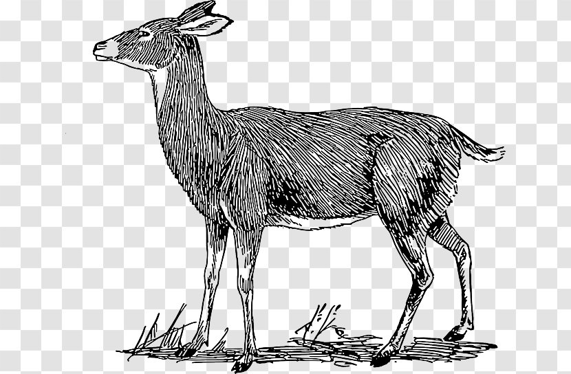 White-tailed Deer Drawing Clip Art Transparent PNG