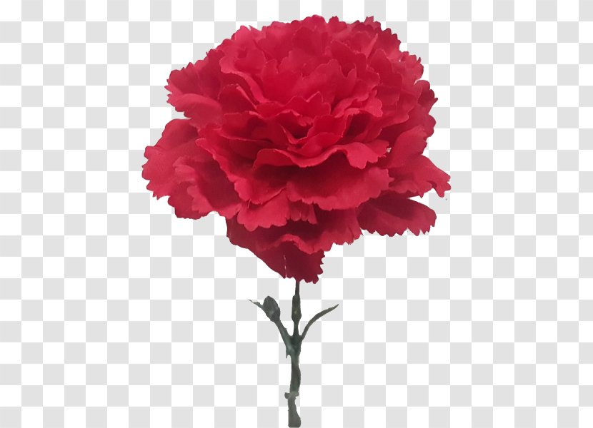 Cut Flowers Carnation Plant Rose - Pink - CARNATION Transparent PNG