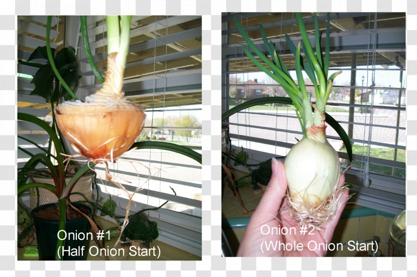 Vegetable - Plant Transparent PNG