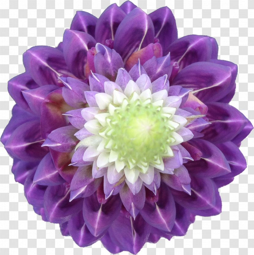 TT - Chrysanths - Chrysanthemum Transparent PNG