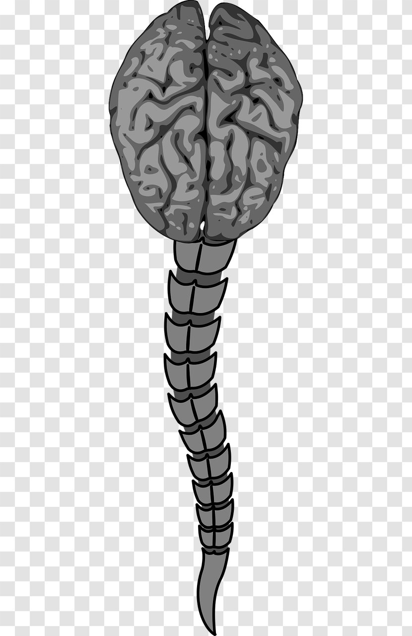 Vertebral Column Human Brain Spinal Cord Anterior Artery - Watercolor Transparent PNG