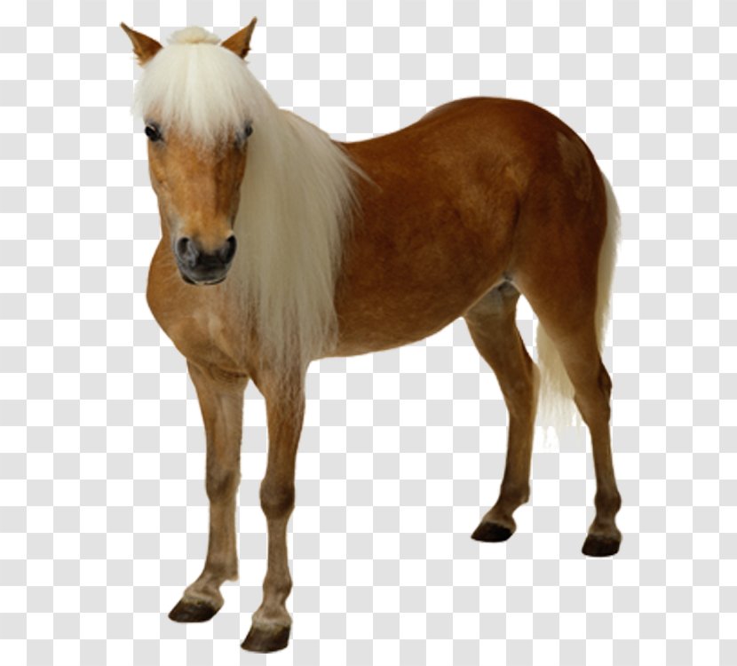 Mustang Pony Clip Art Transparent PNG