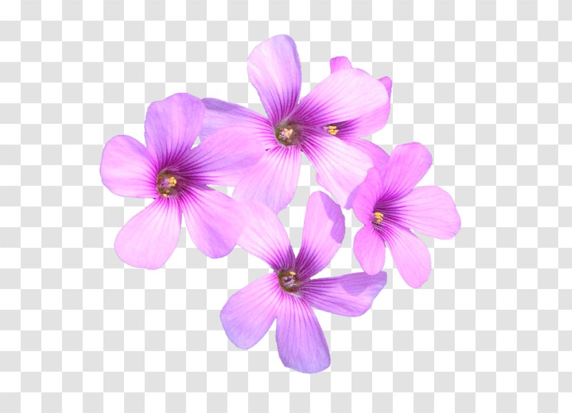 Vervain Herbaceous Plant - Sprinkle Flowers To Send Blessings Transparent PNG