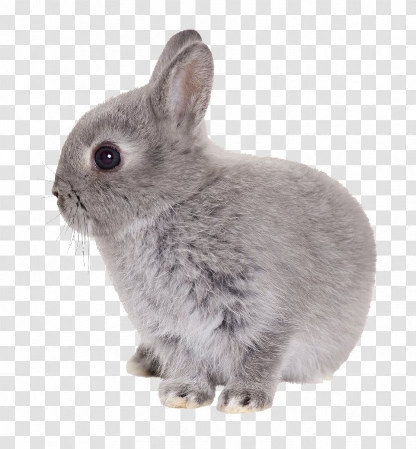 Rabbit - Pellet - Easter Transparent Transparent PNG