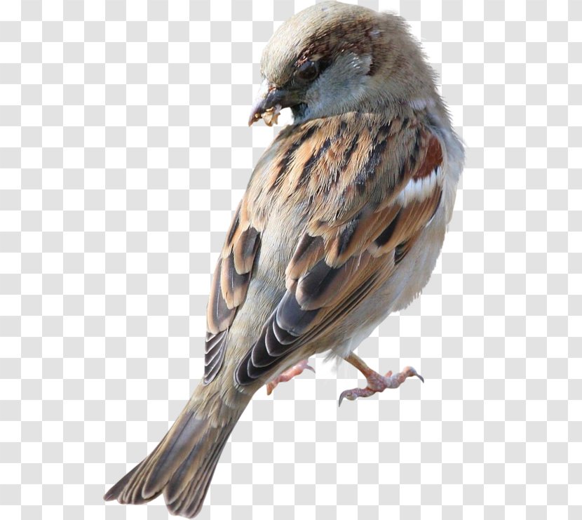 House Sparrow Bird Great Tit - Perching Transparent PNG