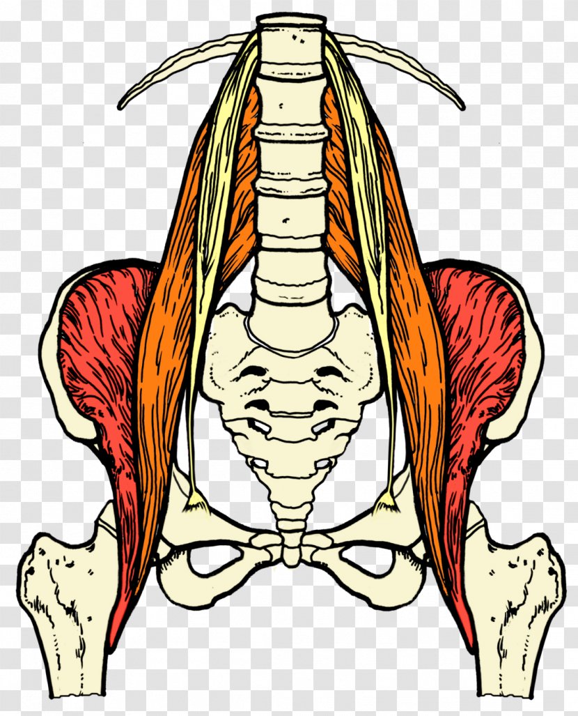 Sciatica Sciatic Nerve Lumbar Muscle Back Pain - Tree Transparent PNG
