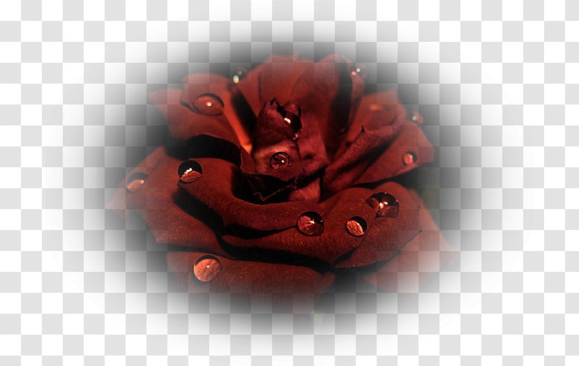 Garden Roses Flower Blog Woman - Red - Creative Floral Decoration Transparent PNG