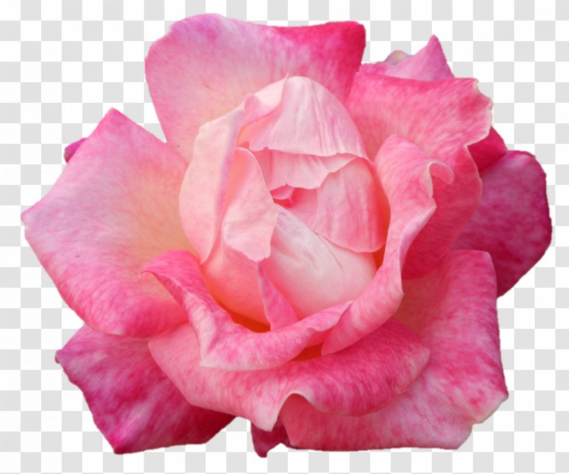 Garden Roses Cabbage Rose Floribunda Cut Flowers Petal - Peach - Darshan Transparent PNG