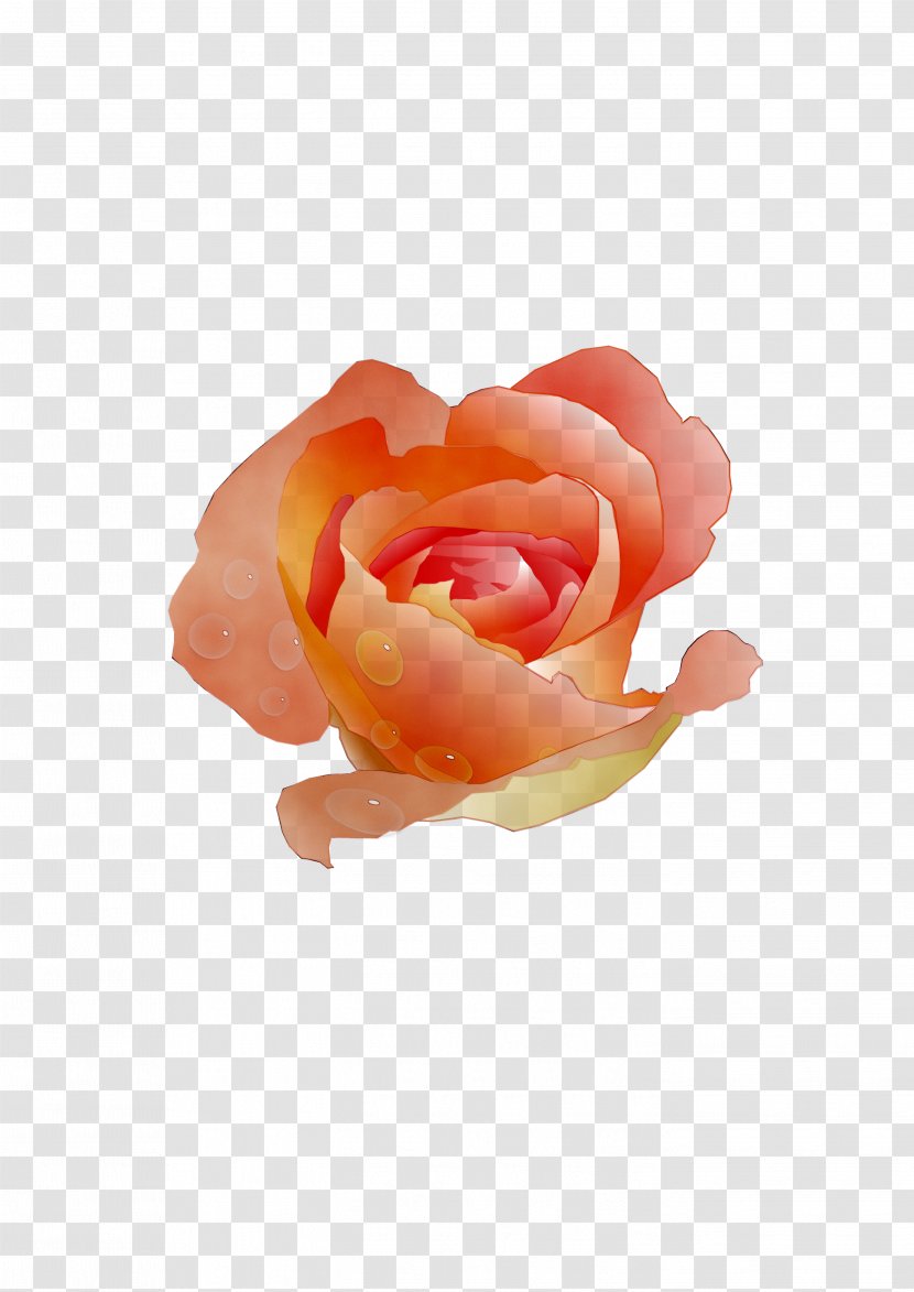 Garden Roses Cabbage Rose Petal Cut Flowers - Floribunda - Hybrid Tea Transparent PNG