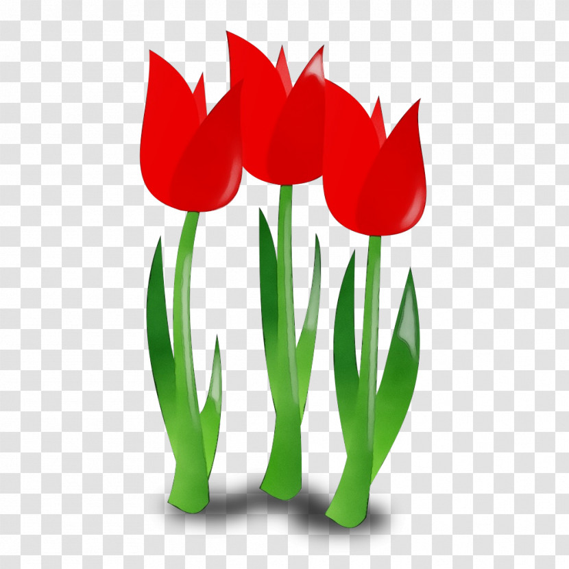 Tulip Flower Red Plant Petal Transparent PNG
