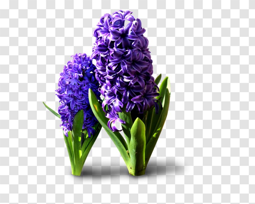 Hyacinthus Orientalis Flower - Hyacinth Transparent PNG