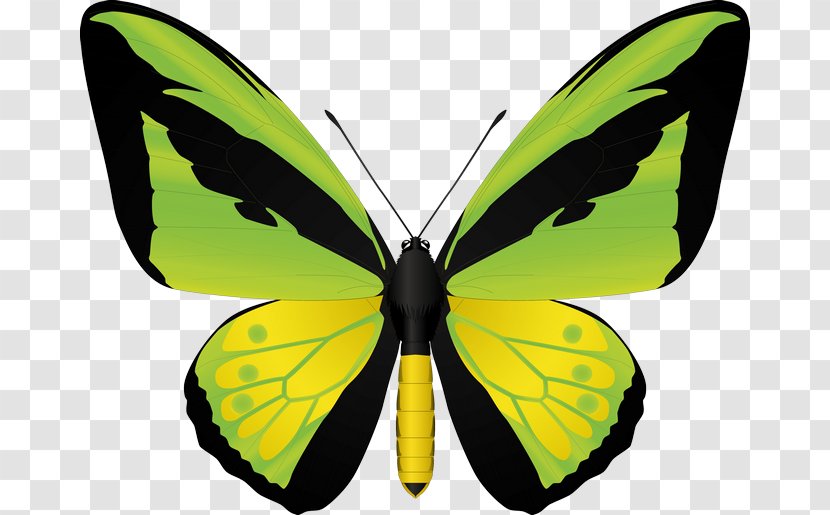 Insect Birdwing Swallowtail Butterfly Image Stock Illustration - Royaltyfree Transparent PNG