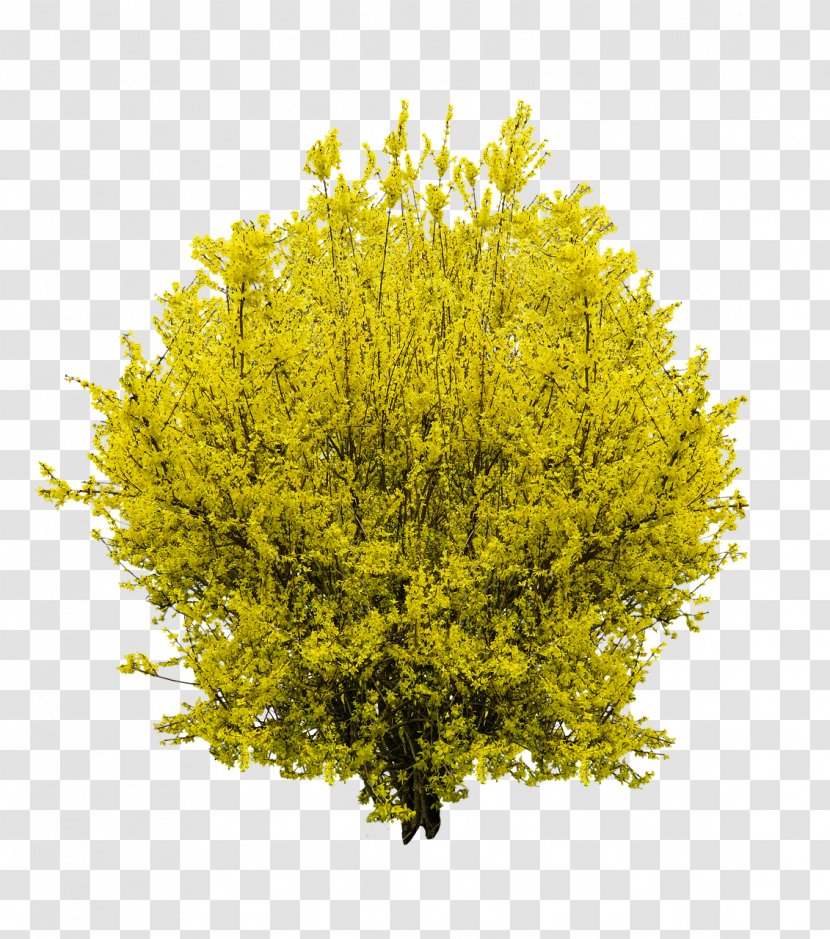 Shrub Forsythia Tree Download - Bushes Transparent PNG