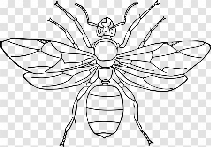 Queen Ant Insect Drawing Clip Art - Wing - Ants Transparent PNG