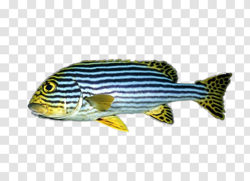 Fish - Fauna Transparent PNG