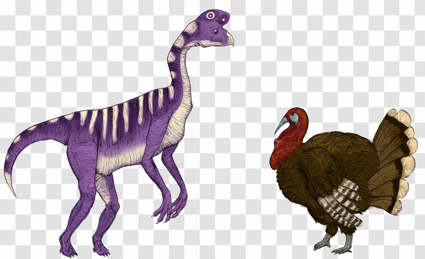 Velociraptor Fauna Extinction Feather Animal Transparent PNG