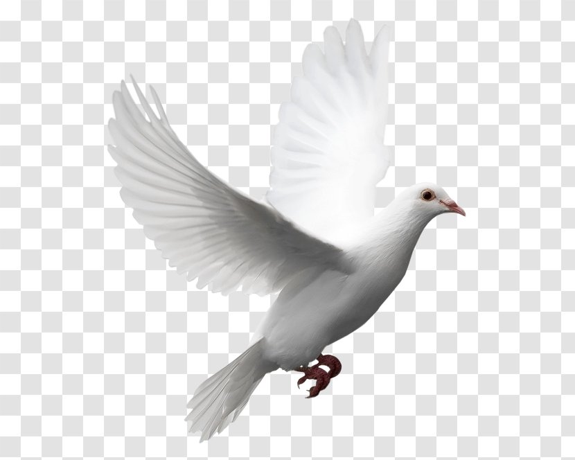 Columbidae Release Dove Doves As Symbols Domestic Pigeon Clip Art - Symbol - Water Bird Transparent PNG