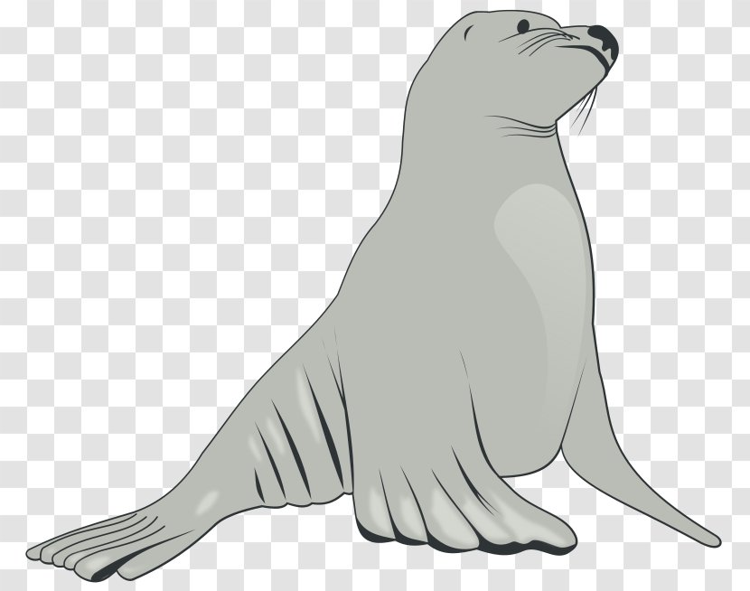 Sea Lion Elephant Seal Clip Art - Steller - Hippopotamus Transparent PNG