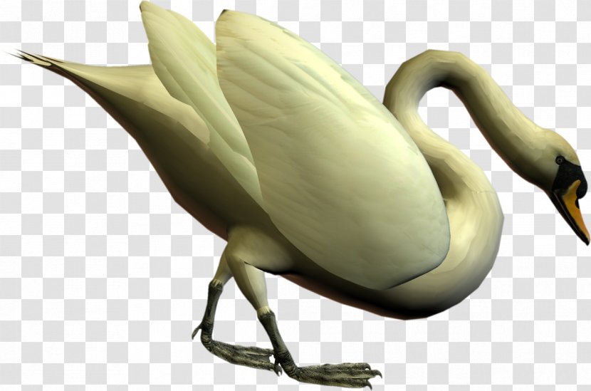Cygnini Bird Duck Goose Anatidae - Wing - Swan Transparent PNG