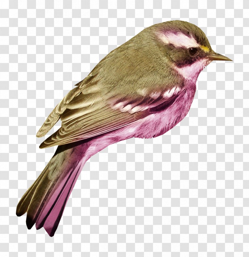 Bird House Sparrow Clip Art Transparent PNG