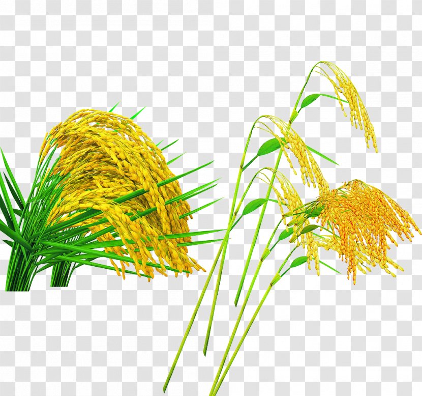 Oryza Sativa Crop Advertising Wheat - Gold - Rice Transparent PNG