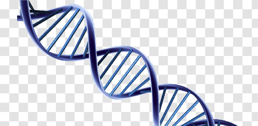 Nucleic Acid Double Helix DNA Molecular Structure Of Acids: A For Deoxyribose Clip Art - Genetics - Dna Core Transparent PNG