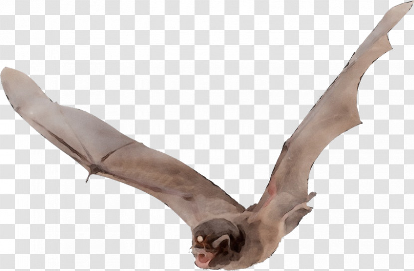 Microbat Bat Flight Megabat Vampire Bat Common Vampire Bat Transparent PNG