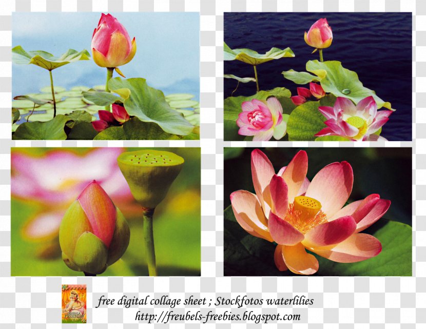 Nelumbo Nucifera Lotus And Nympheas Floral Design Yellow - Flora Transparent PNG