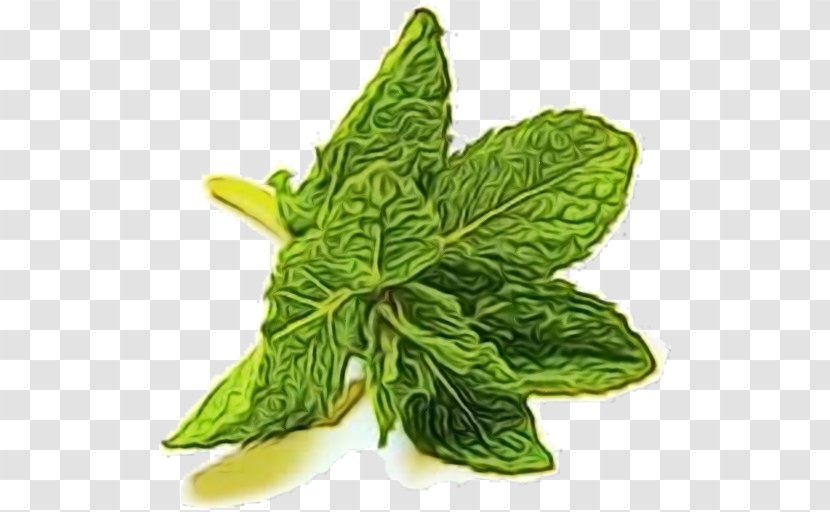 Green Leaf Watercolor - Herb Flower Transparent PNG