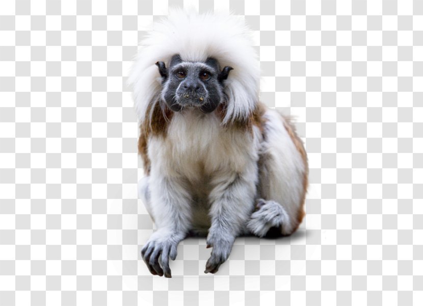 Dog Breed Cotton-top Tamarin Hellabrunn Zoo Companion - Cotton Top Animal Transparent PNG