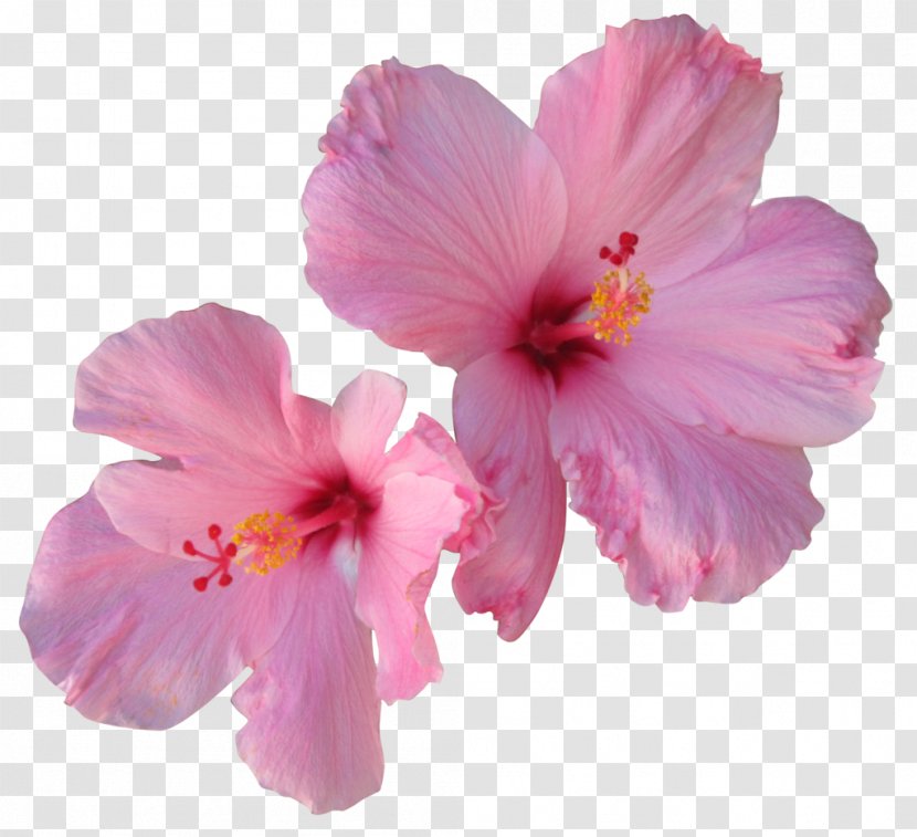 Hibiscus Tea Hair Flower - Pink - Tropical Transparent PNG