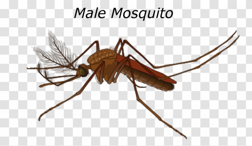 Marsh Mosquitoes Yellow Fever Mosquito Control Female - Male - Invertebrate Transparent PNG
