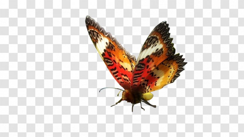 Brush-footed Butterflies NGM Italia Forward Infinity New Generation Mobile 3G Dual SIM - Subscriber Identity Module - Luminous Butterfly Transparent PNG