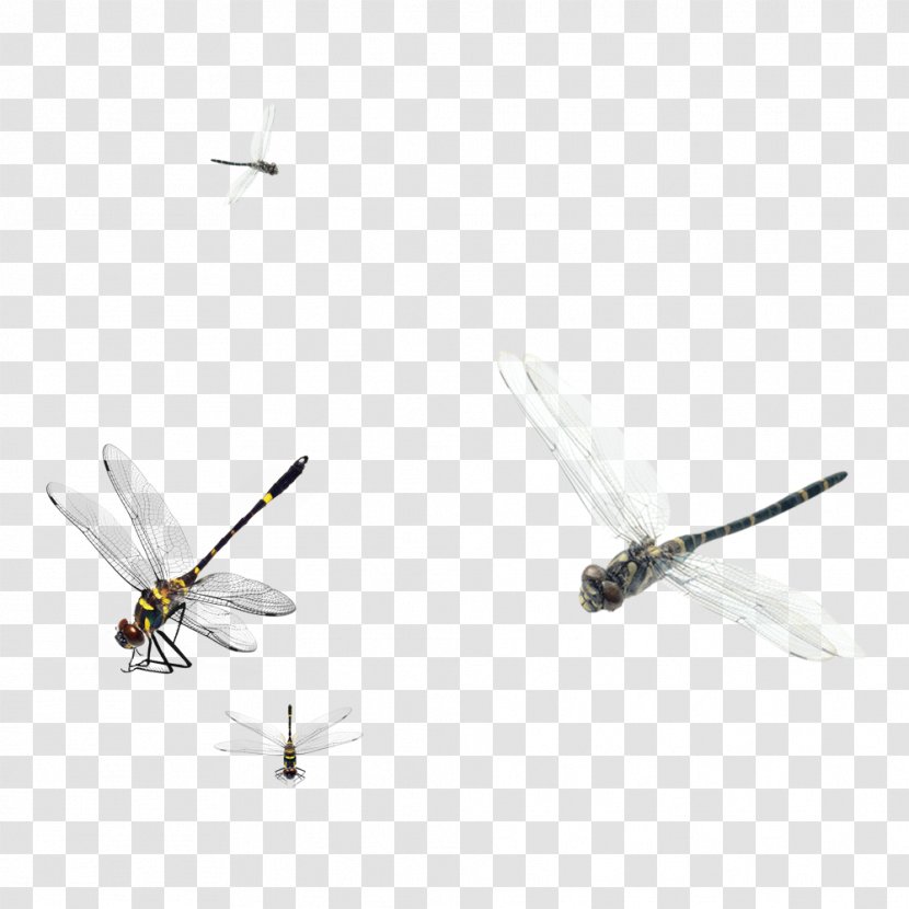 Insect Wing Dragonfly - Raster Graphics - Autumn Lane Transparent PNG
