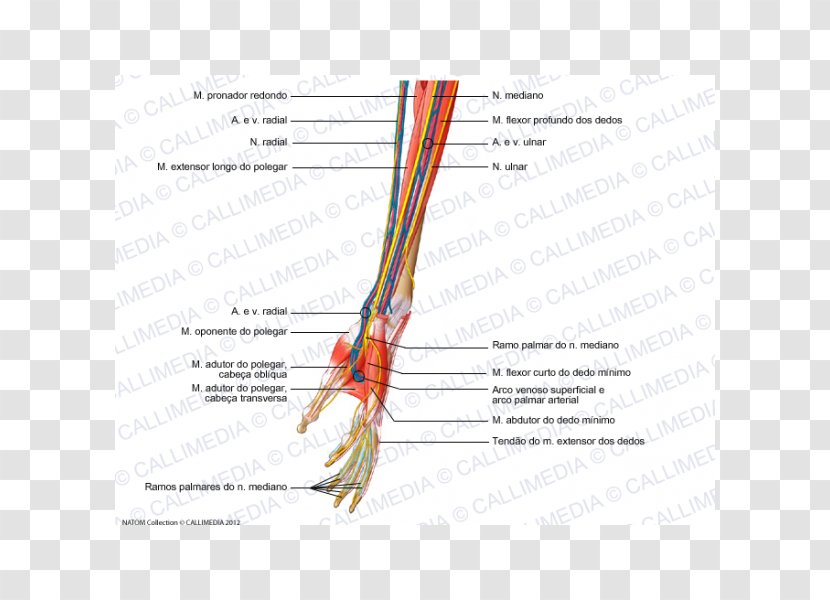 Forearm Nerve Muscle Blood Vessel Muscular System - Cartoon - Hand Transparent PNG