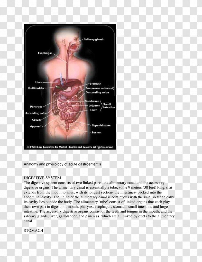 Gastrointestinal Tract Human Digestive System Poliomyelitis Digestion Small Intestine - Heart - Silhouette Transparent PNG