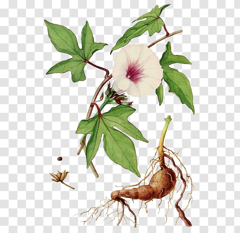 Sweet Potato Botany Morning Glory Embryophyta - Cinnamomum Verum Transparent PNG
